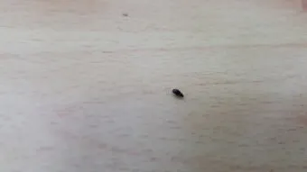 집안 벌레 퇴치법_8