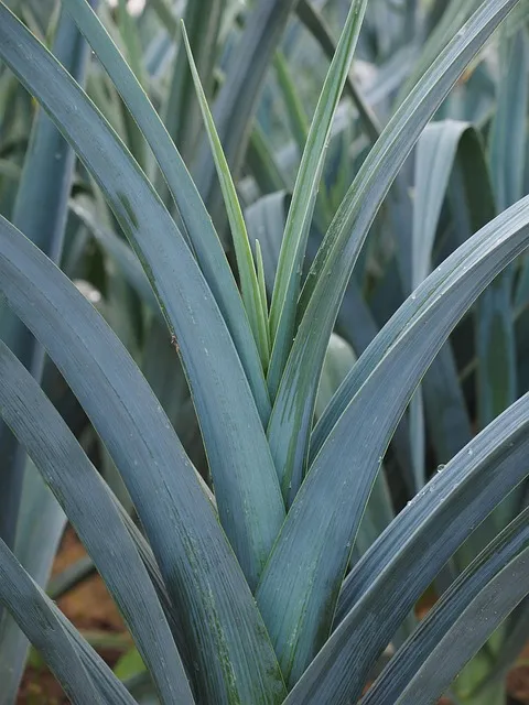 부추 재배 포기 나누기 덧비료 수확 반복_9