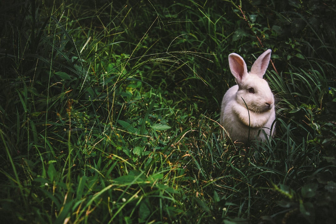 Rabbit