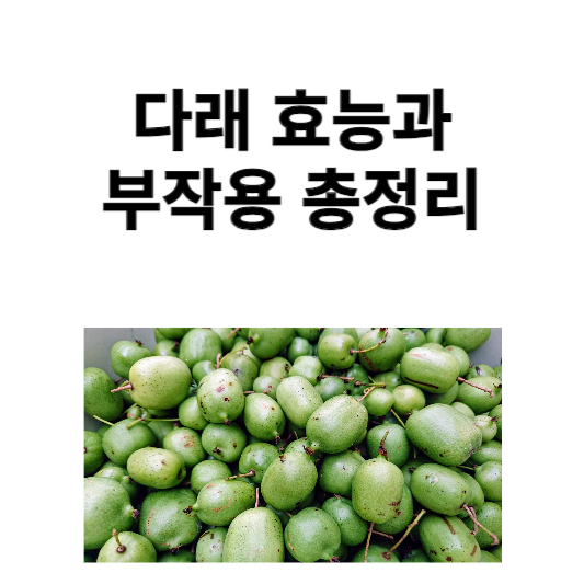 다래 효능과 부작용 총정리