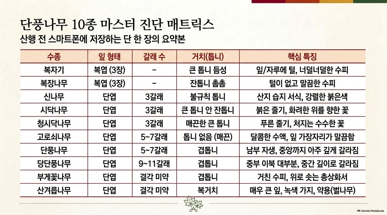 한국에서 만나는 단풍나무속 10종 진단표
