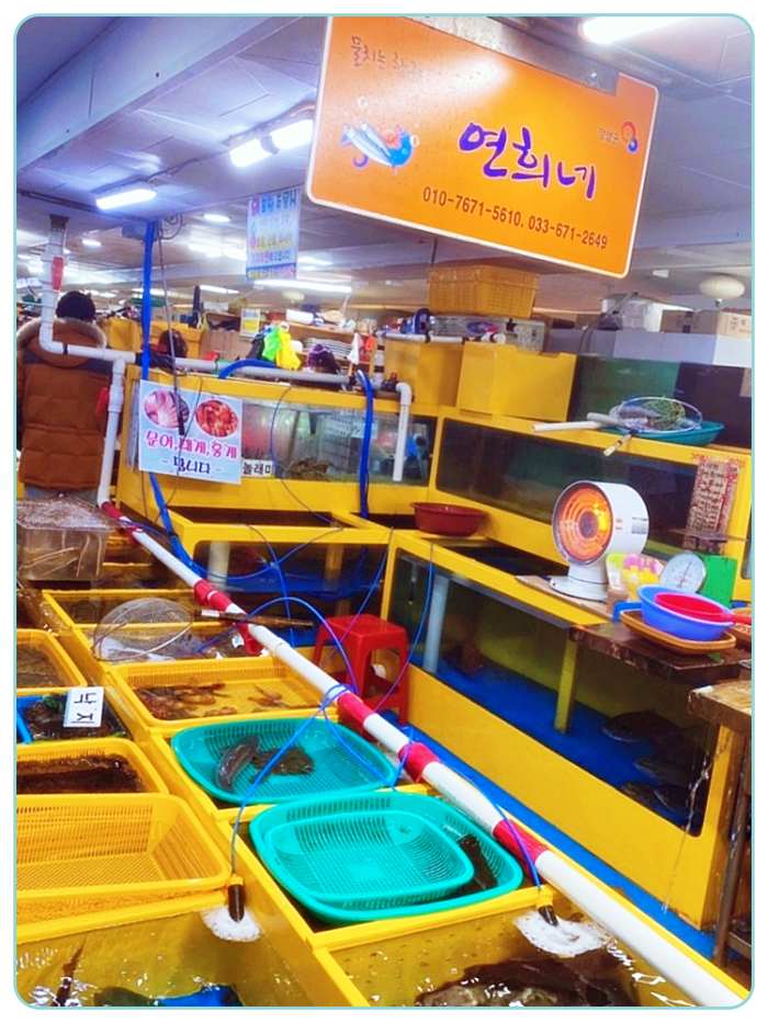 양양-물치항-연희네-회포장-회센타