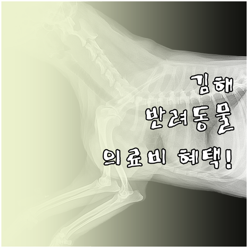 김해시 저소득층 반려동물 의료비 지원..