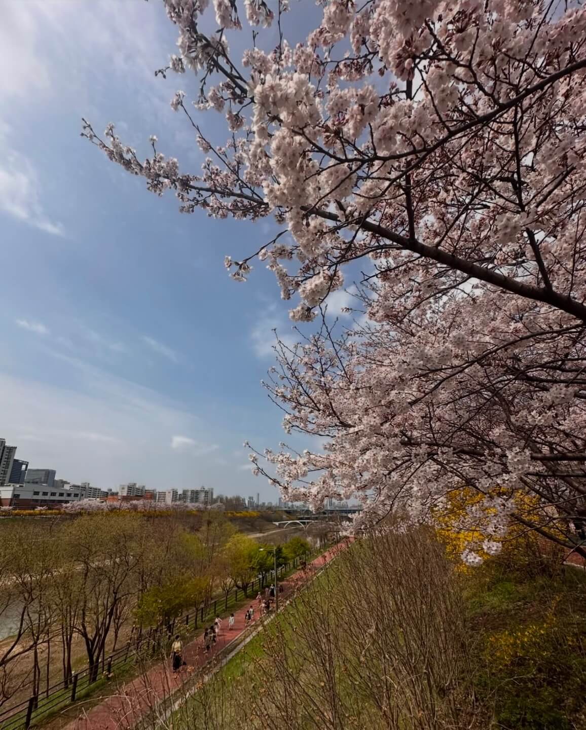 석촌호수 벚꽃 축제 일정