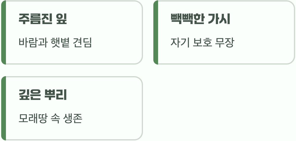 거친 환경이 만든 강인한 아름다움