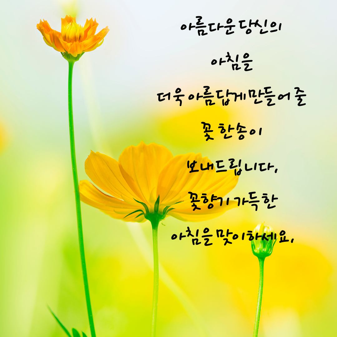기분 좋은 아침 인사말 이미지 문구 모음집