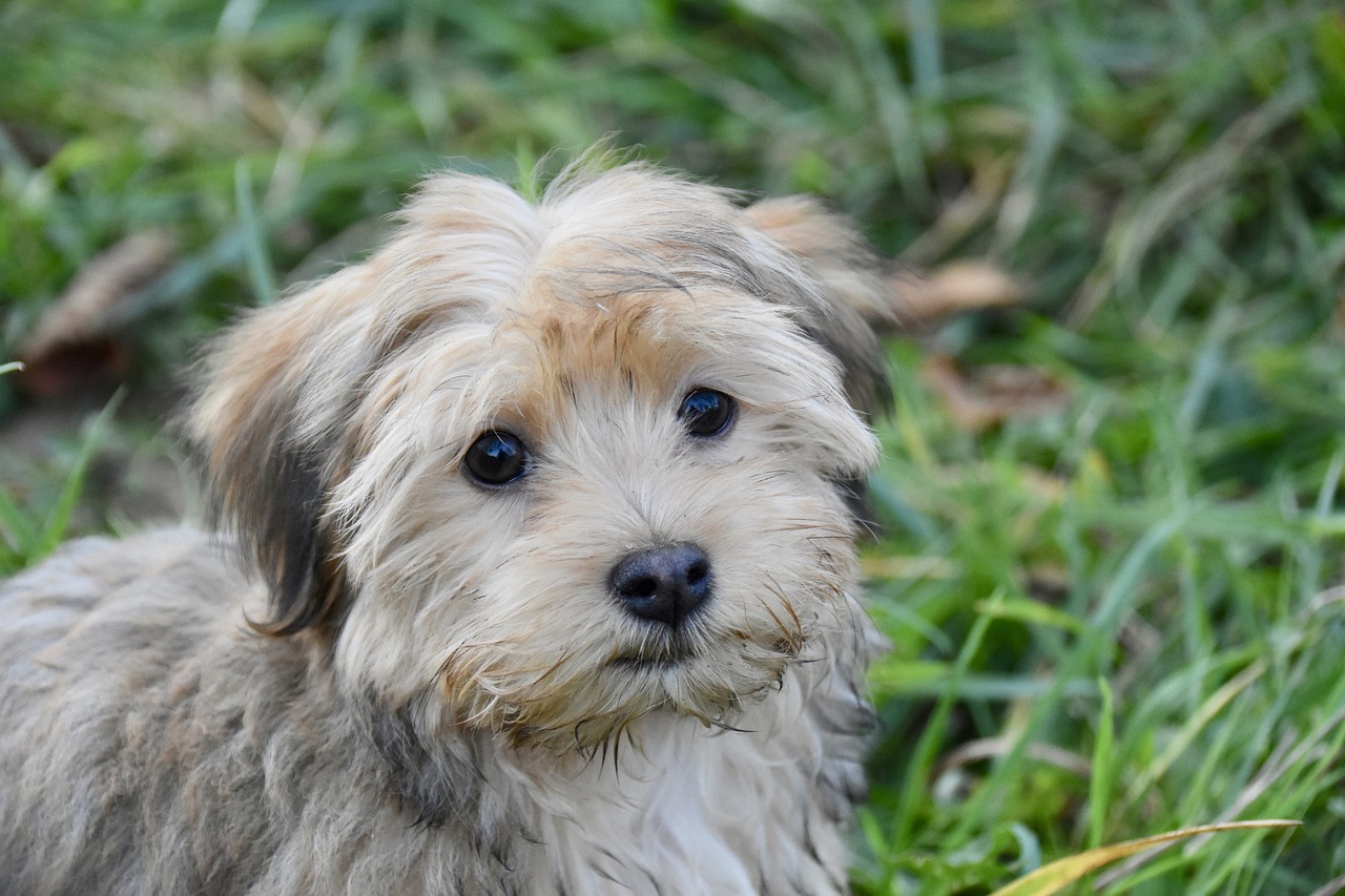 하바나(Havanese)