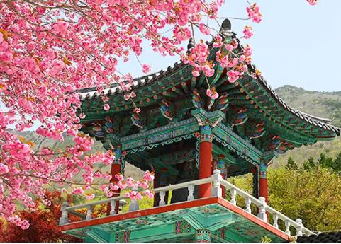 사천 벚꽃