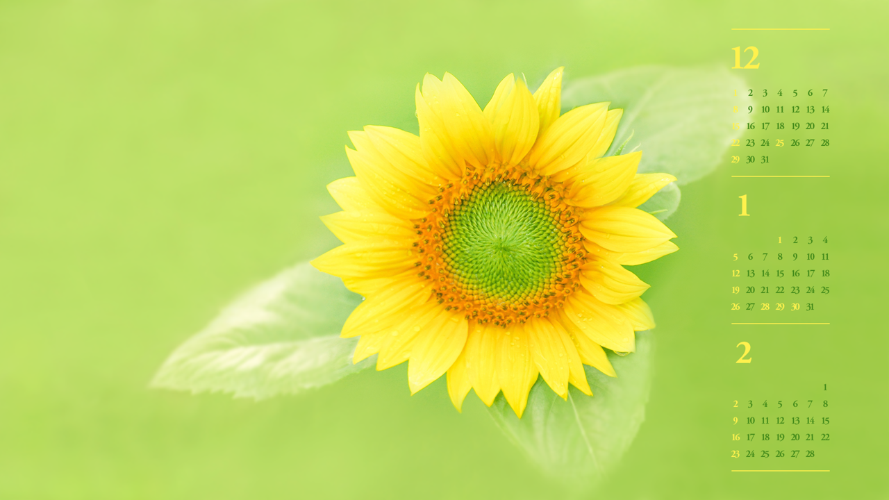 02 해바라기 연두색 B - 2025년1월 노트북배경화면