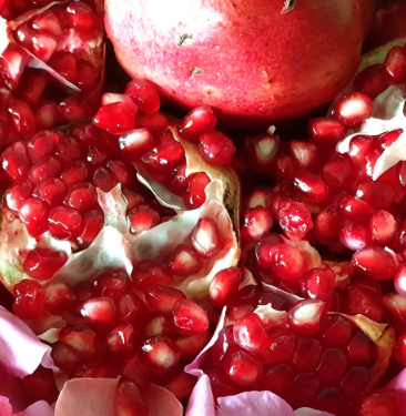 고흥석류피칸농장