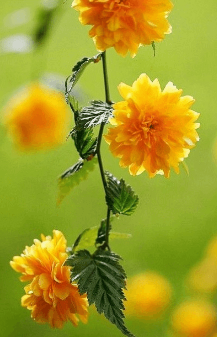 옥매화 황매화 홍매화 포토 꽃말 키우기와 가지치기 알아보기