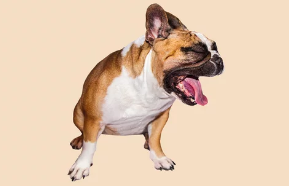 강아지 구토/출처:어도비스톡