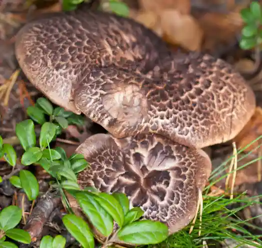자연산 능이버섯 가격 및 효능과 주의점