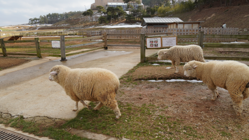 전북 고창 숙박 상하농원 파머스 빌리지 패밀리룸 조식