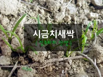 &amp;quot;시금치
