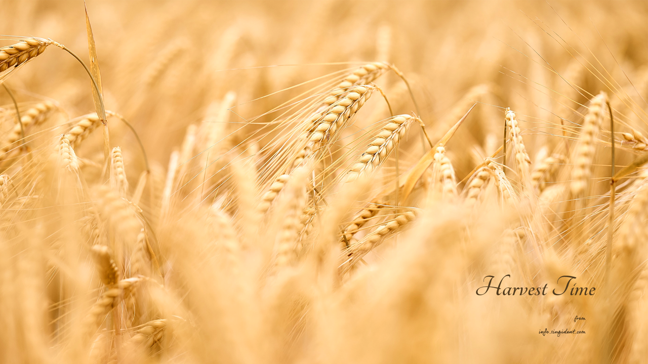 02 밀밭 C - Harvest Time 가을배경화면