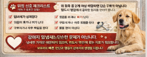 강아지 입에서 썩은내,시큼하거나 비릿한 냄새,암모니아냄새,달콤한내새,심한부패냄새 나는 이유는?(치주질환,위장질환,전신질환)