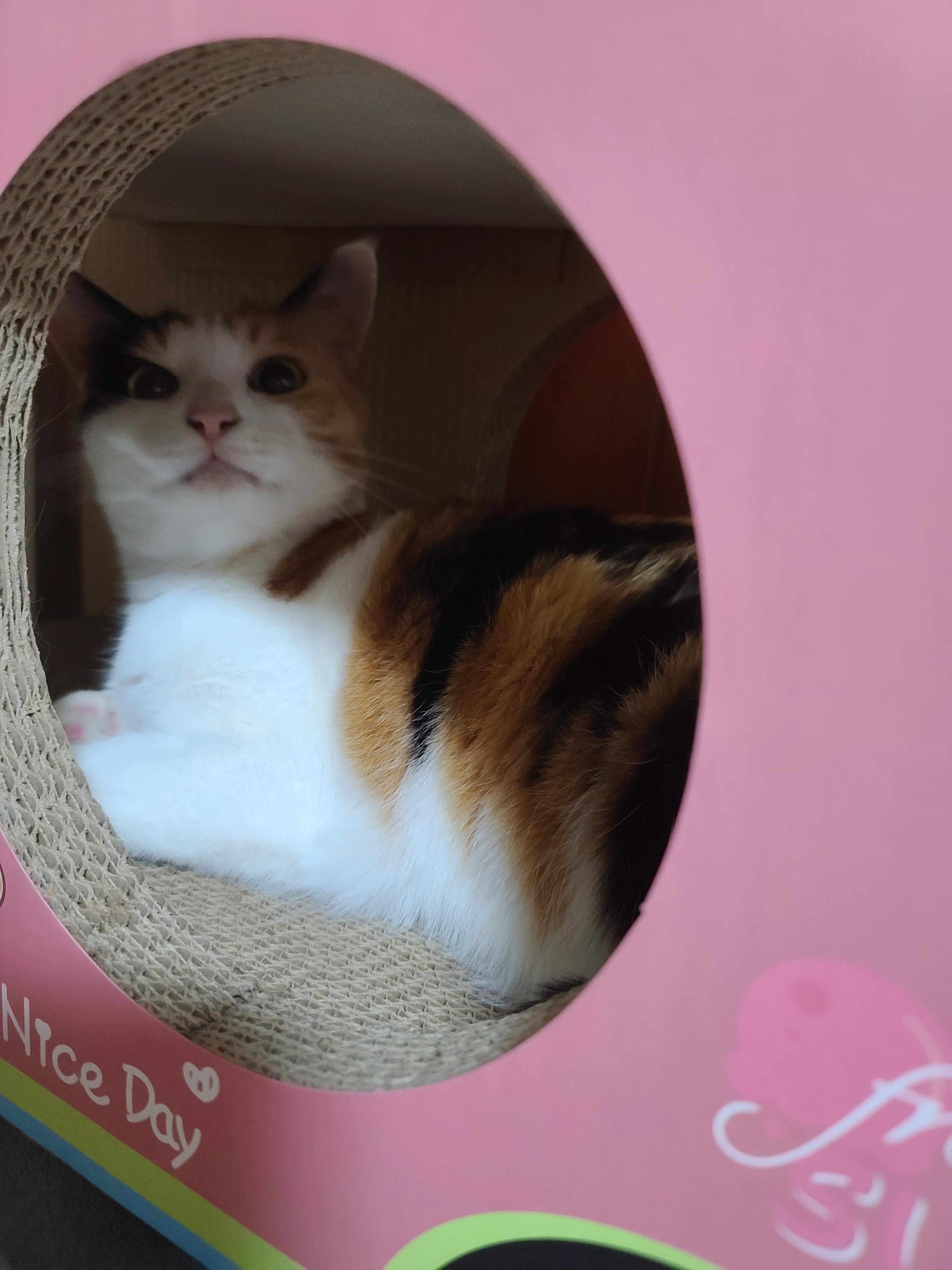 핑크붕붕이 스크래쳐 안에서 너무 귀여운 요미 (feat.막둥이)