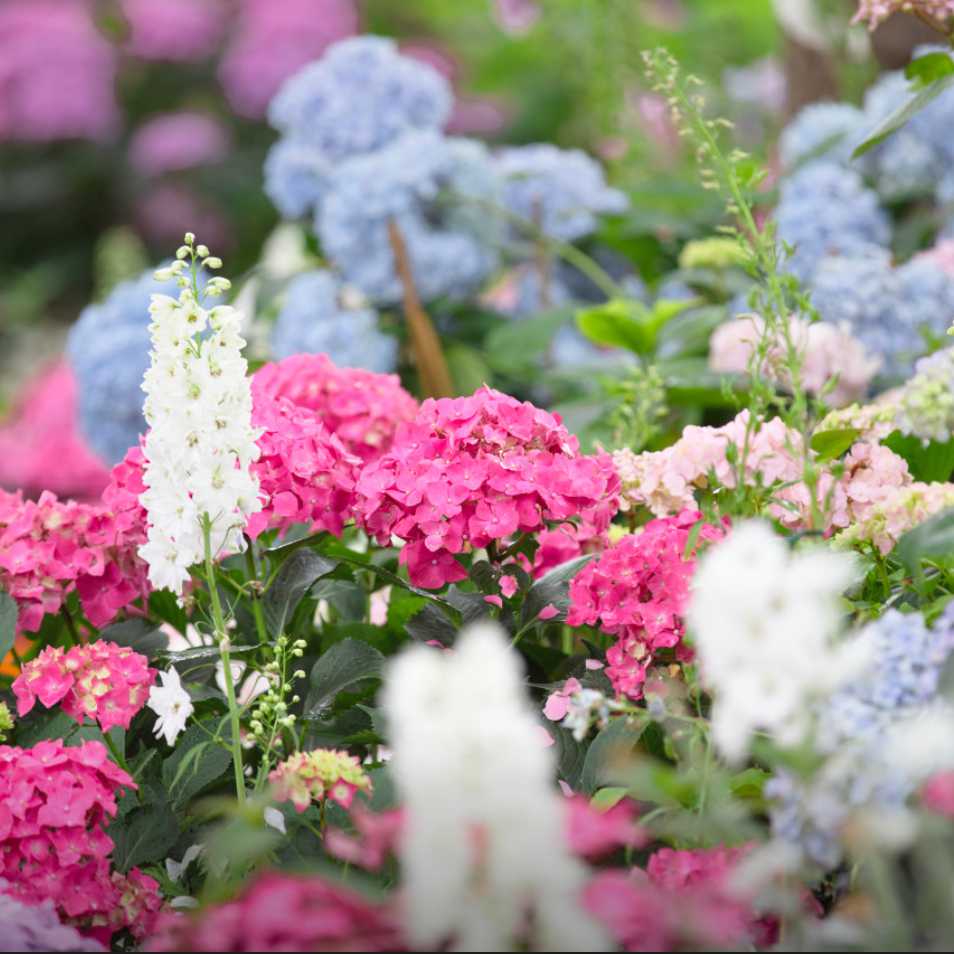 아침고요수목원