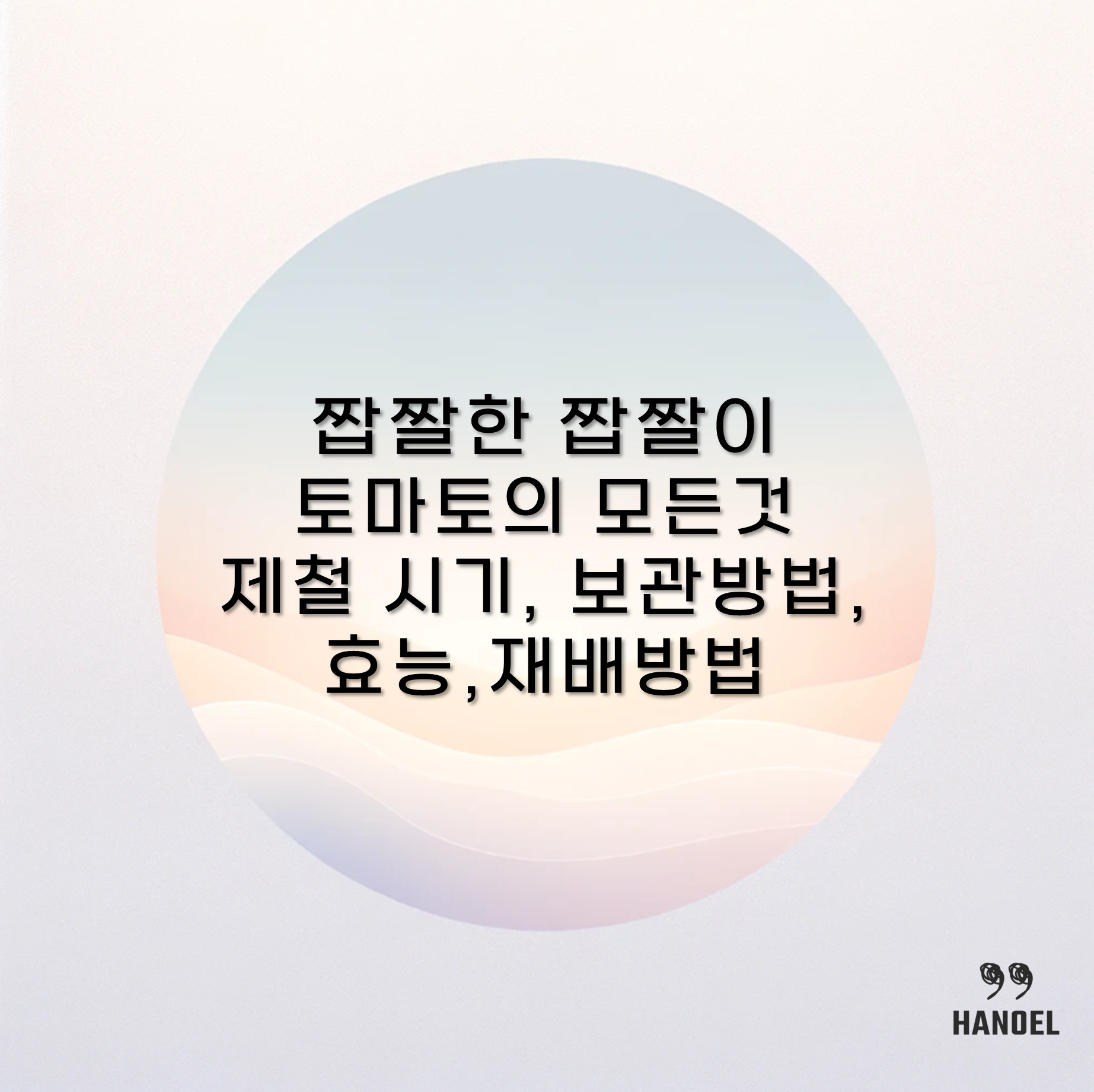 짭짤한 짭짤이 토마토의 모든것 제철 시기, 보관방법, 효능,재배방법