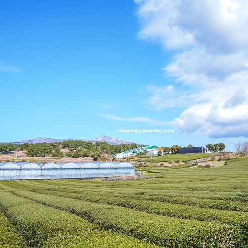 4월 제주도 여행코스 2박3일