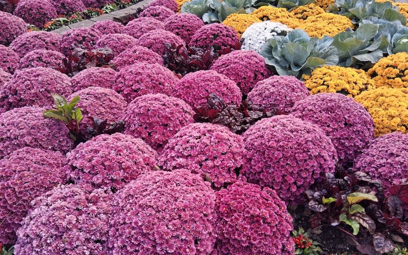 🌾 순천만습지 갈대밭, 입장료, 갈대축제 일정과 알뜰 관람 코스 총정리