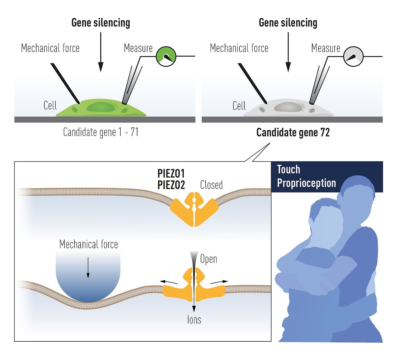 PIEZO1/2 mechanism