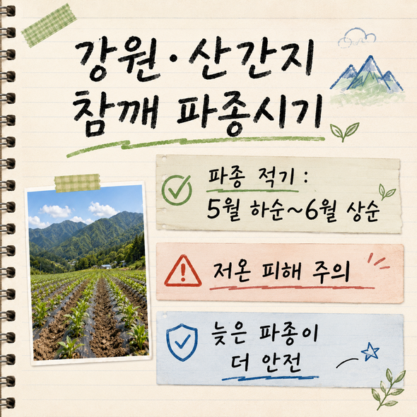 참깨 파종시기
