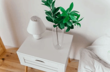 금전수 돈나무 키우기 물주기 가지치기