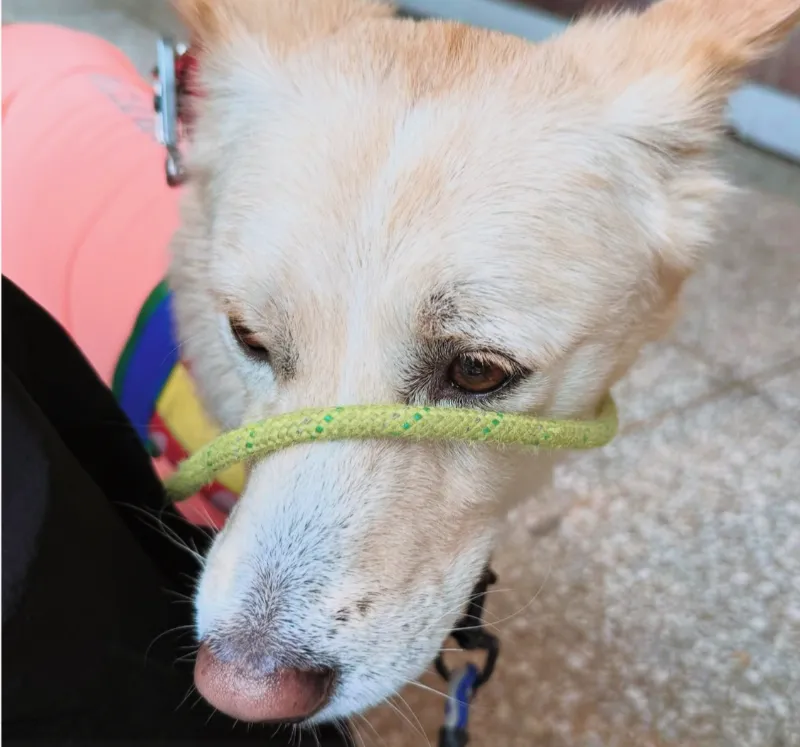 엄정화,박미선,연예인 암투병,갑상선암,디바 엄정화,엄정화 투병 고백,박미선 암 고백,연예인 건강 이야기,암 극복 사례,가수 엄정화,반려동물 힐링,연예인 반려견,목소리 회복,여자 연예인 투병,회복과 치유,갑상선암 증상,여자 가수 암,유방암,비인두암,간암,자궁근종,연예인 건강 회복,희망 이야기,힐링 스토리,여성 건강