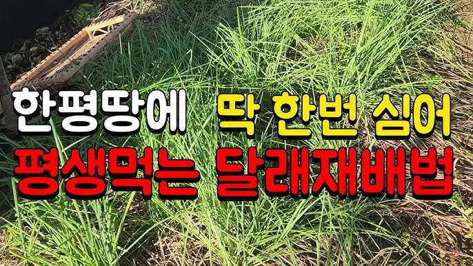 달래 재배 분구 나누기 화분 키우기 향 유지_9