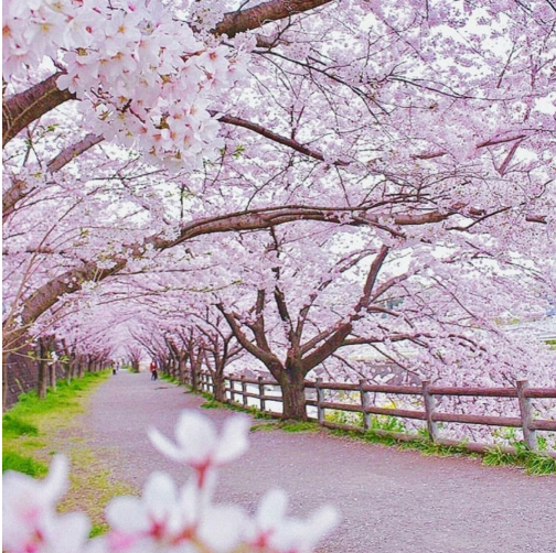 2025 벚꽃 개화시기