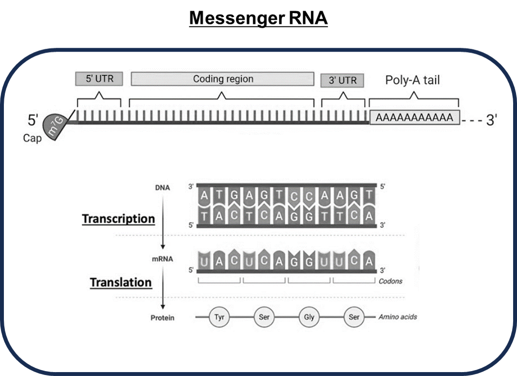 RNA 추출