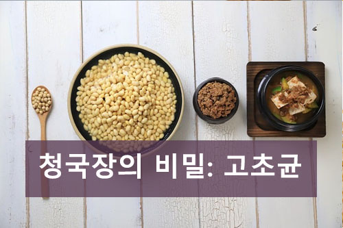 우리가 몰랐던 청국장의 비밀, 고초균의 놀라운 효능