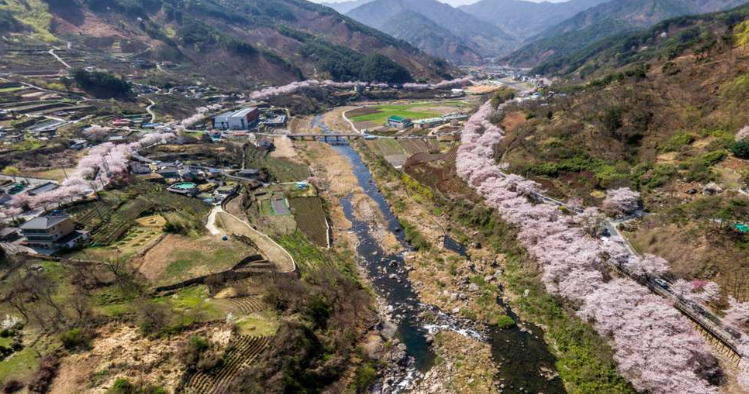 화개장터 십리벚꽃길