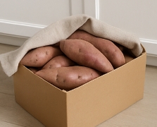 고구마 보관하는법