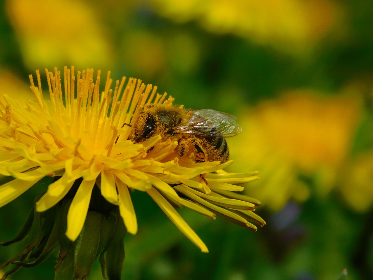 꿀의 효능 관련 사진