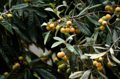 비파나무묘목키우기