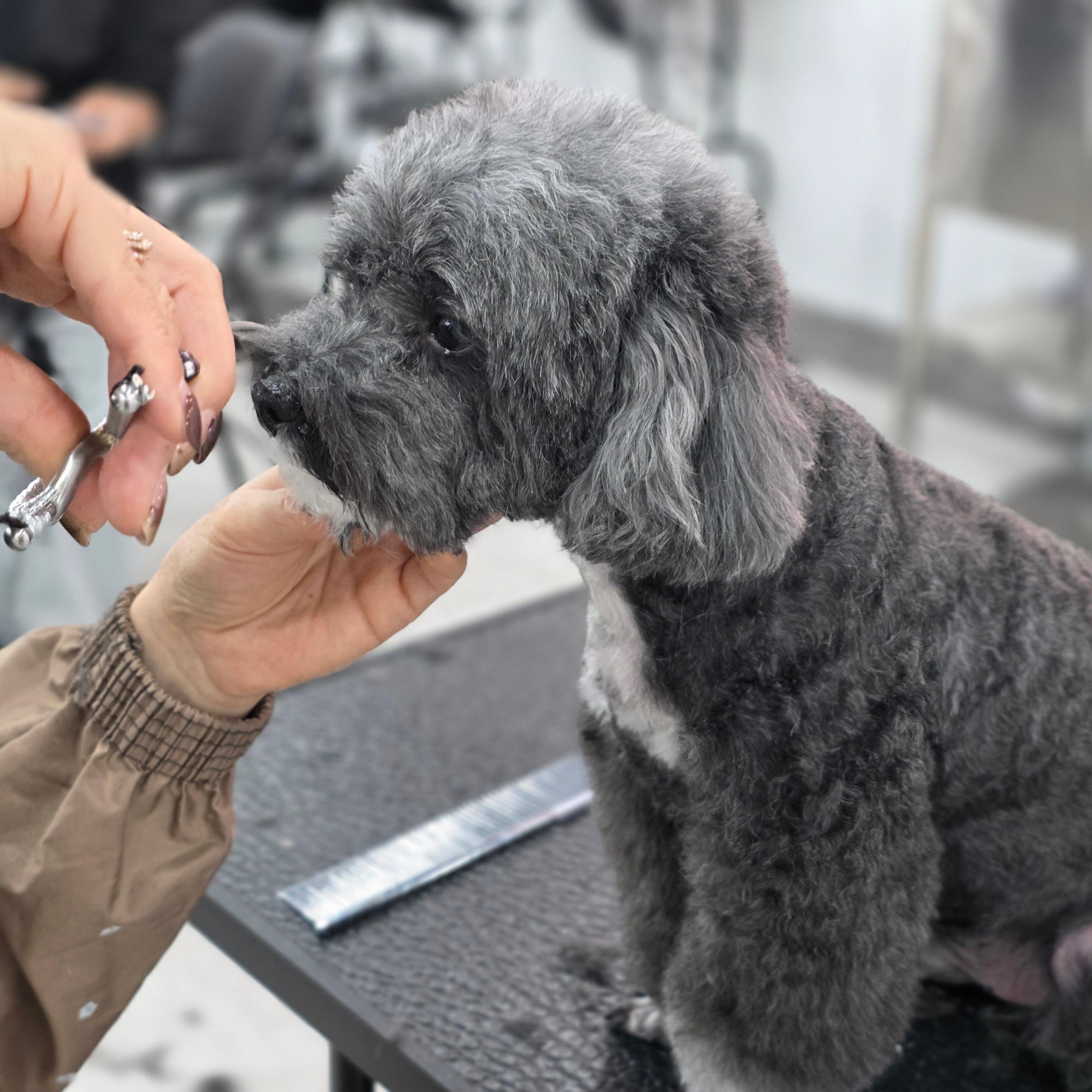 평택강아지미용학원