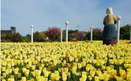 태안 튤립 축제(2025) 일정 맛집 추천관광지 관련 사진