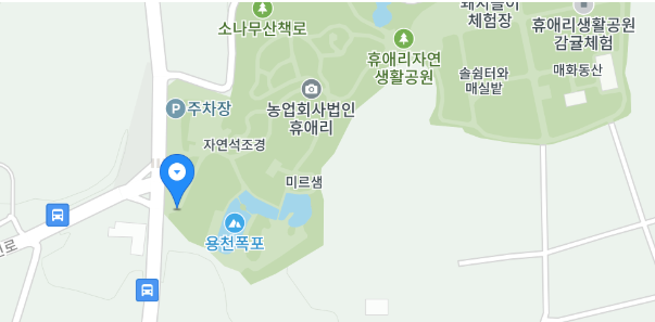 휴애리 유채꽃 축제