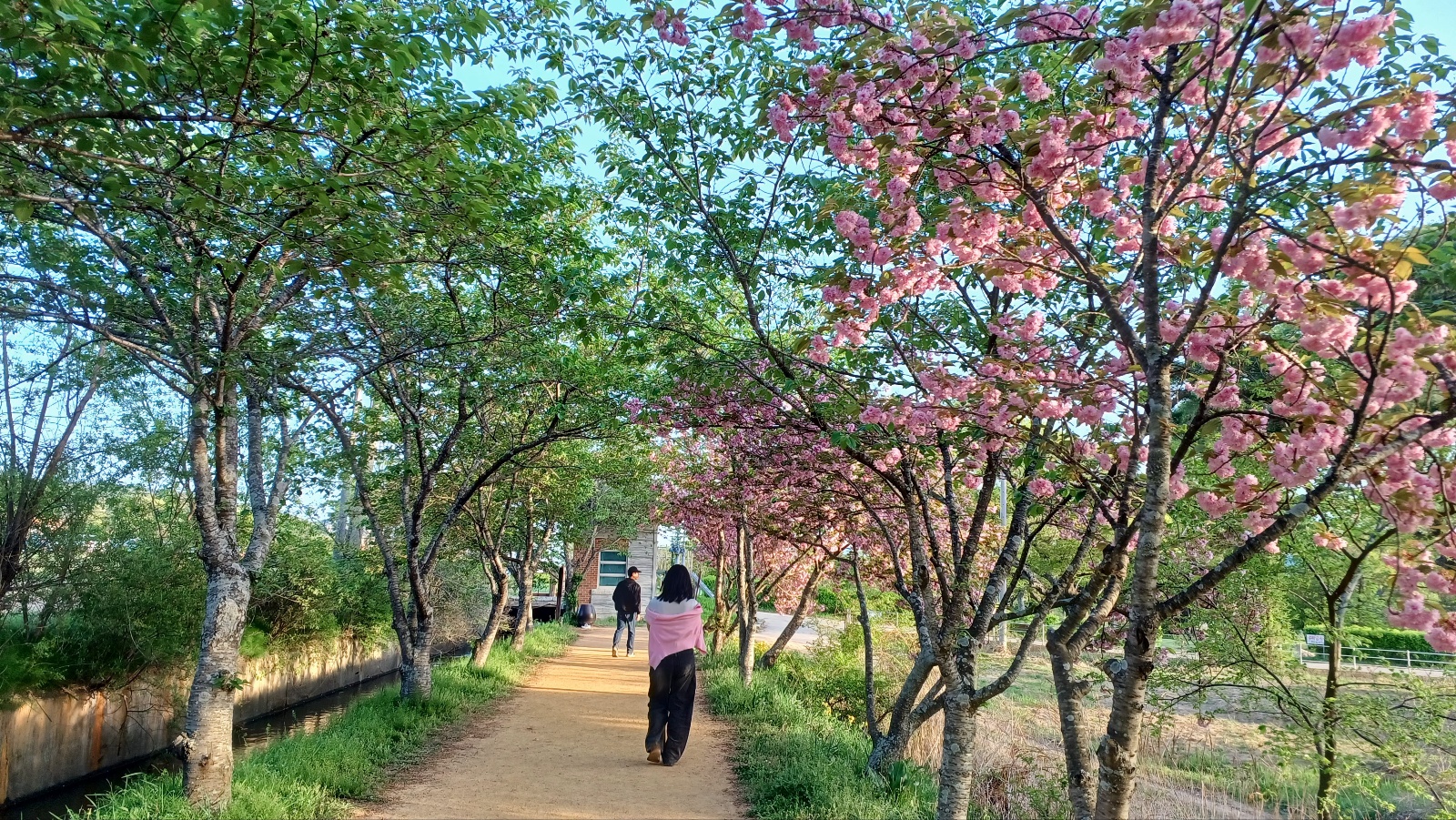 선덕여왕길 겹벚꽃10