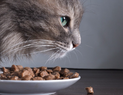 고양이와 음식.