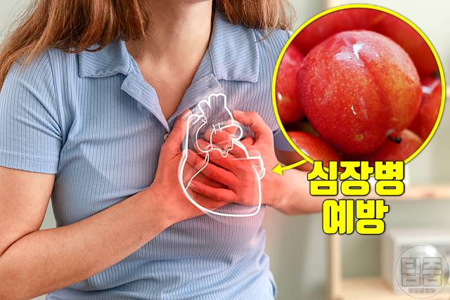 자두 효능 심장 자두하루섭취량 자두부작용