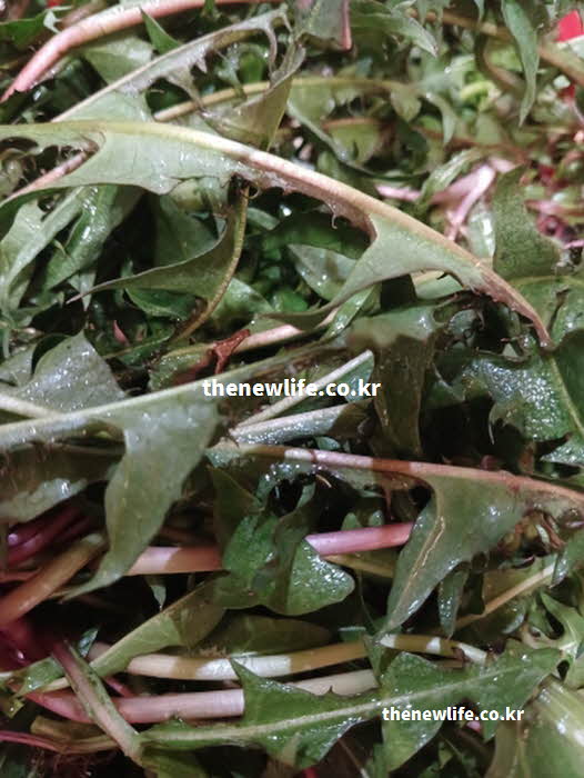 민들레 효능 고지혈증 예방 리놀산