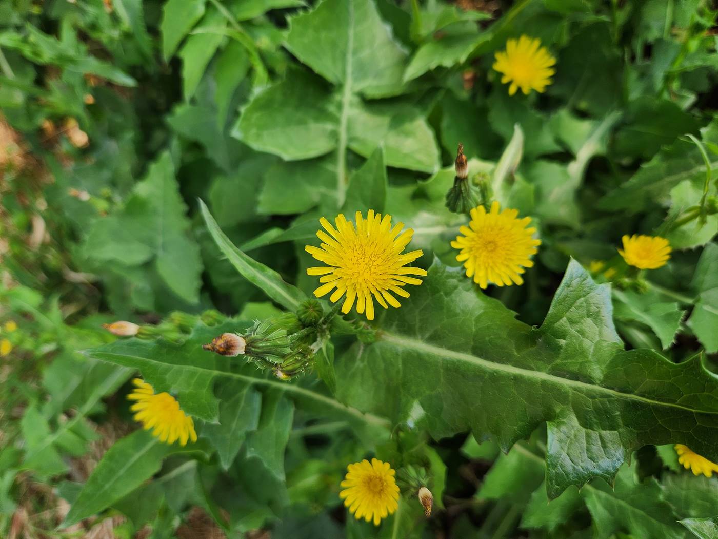 방가지똥(청채)