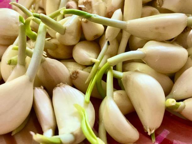 마늘쫑 효능, 나오는 시기와 부작용에 대해 알아봤습니다. 마늘쫑은 그 풍부한 영양소와 미생물을 통해 건강에 많은 이점을 제공하는 것으로 알려져 있으며, 신뢰할 수 있는 연구들이 그 효능을 뒷받침하고 있습니다. 어떤 효능이 있는지 참고해주세요!