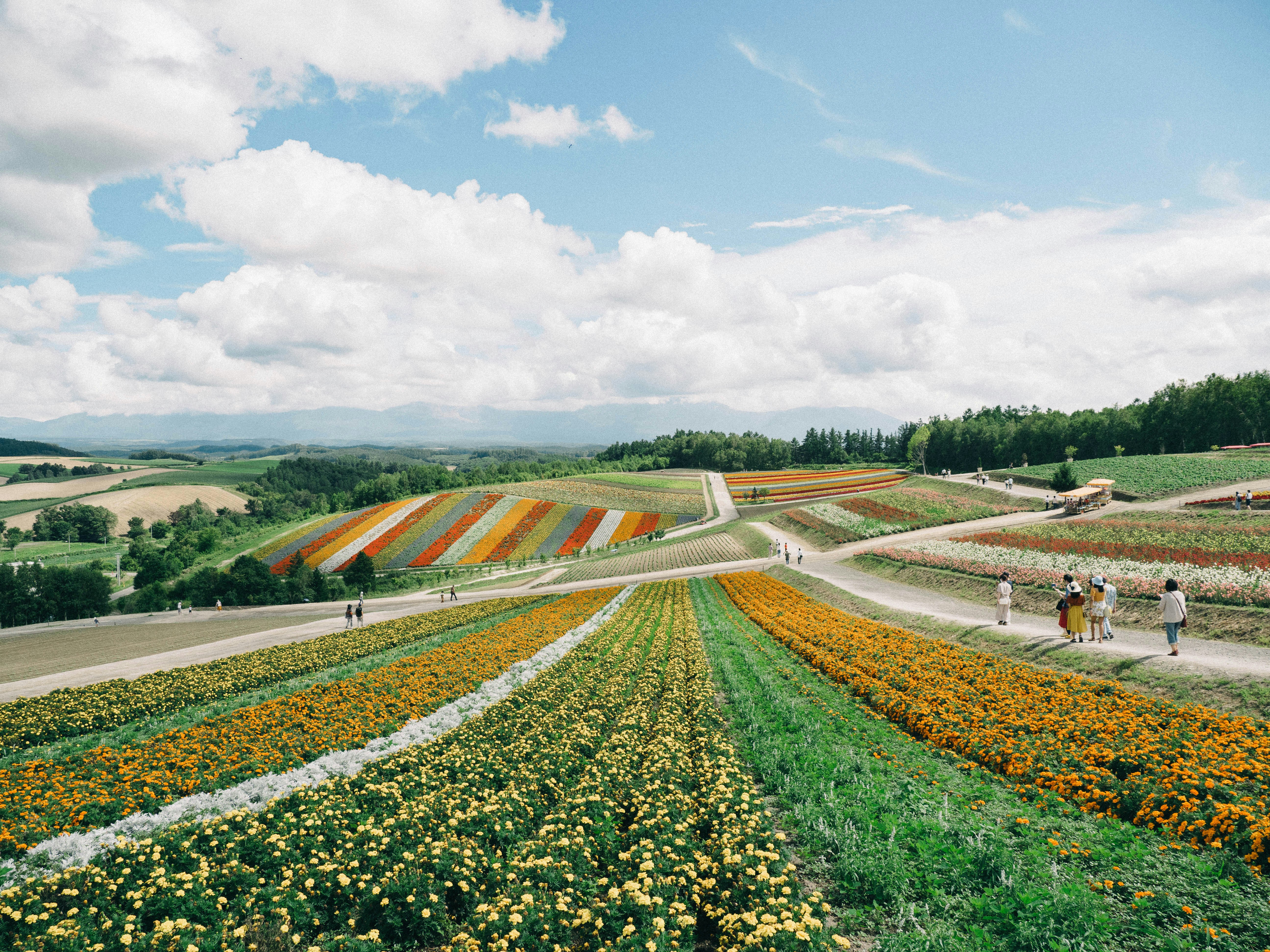 8월의 여름 이미지