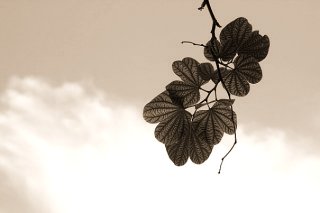 국민연금 유족연금 수급 순위 및 타 연금과의 중복 수급