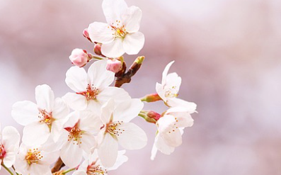진해군항제 벚꽃 축제